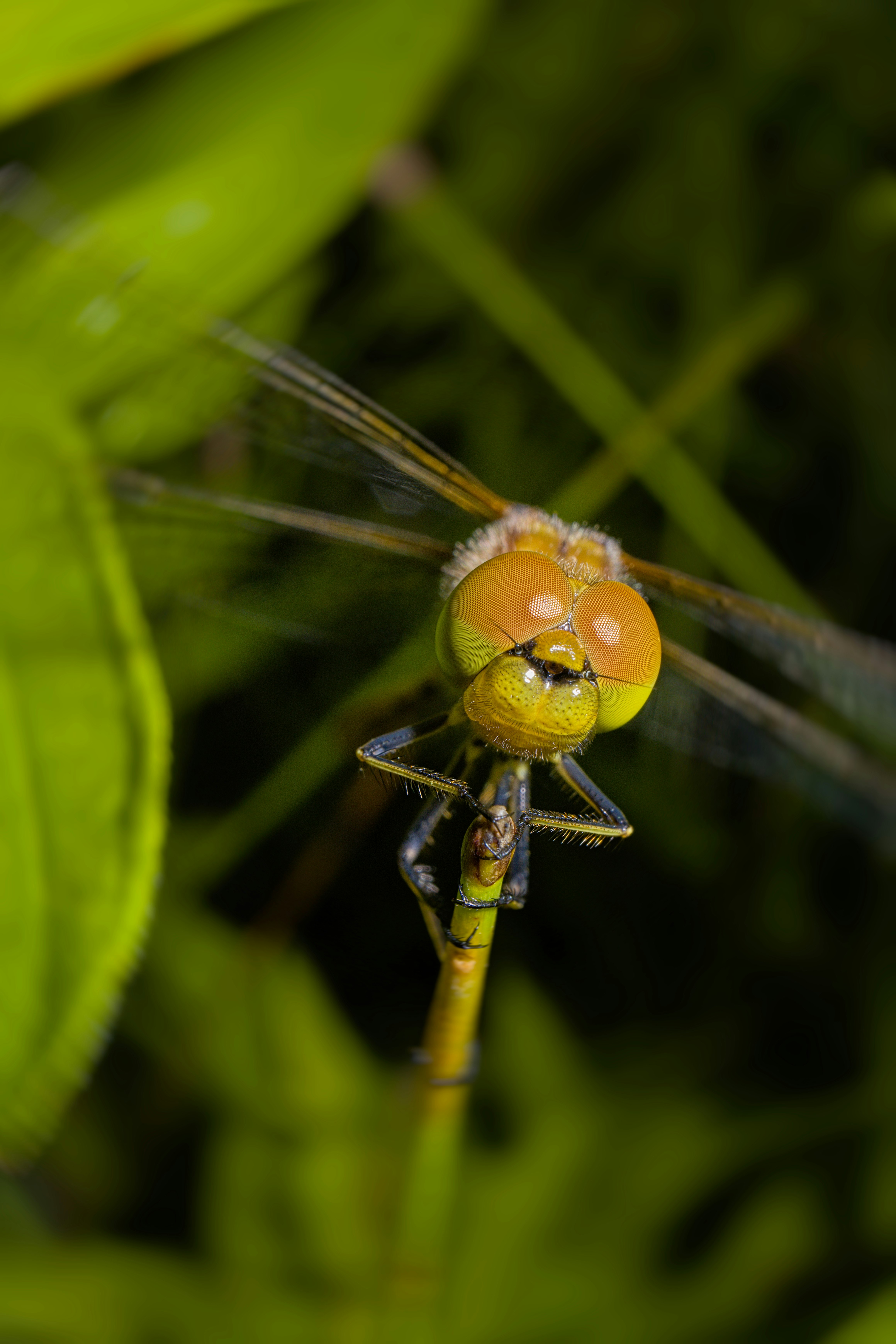 brown and green dragonfly perched on green leaf in close up photography during daytime